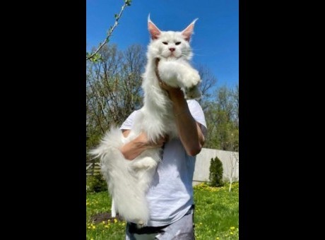 1 maine coon  m0525.jpg